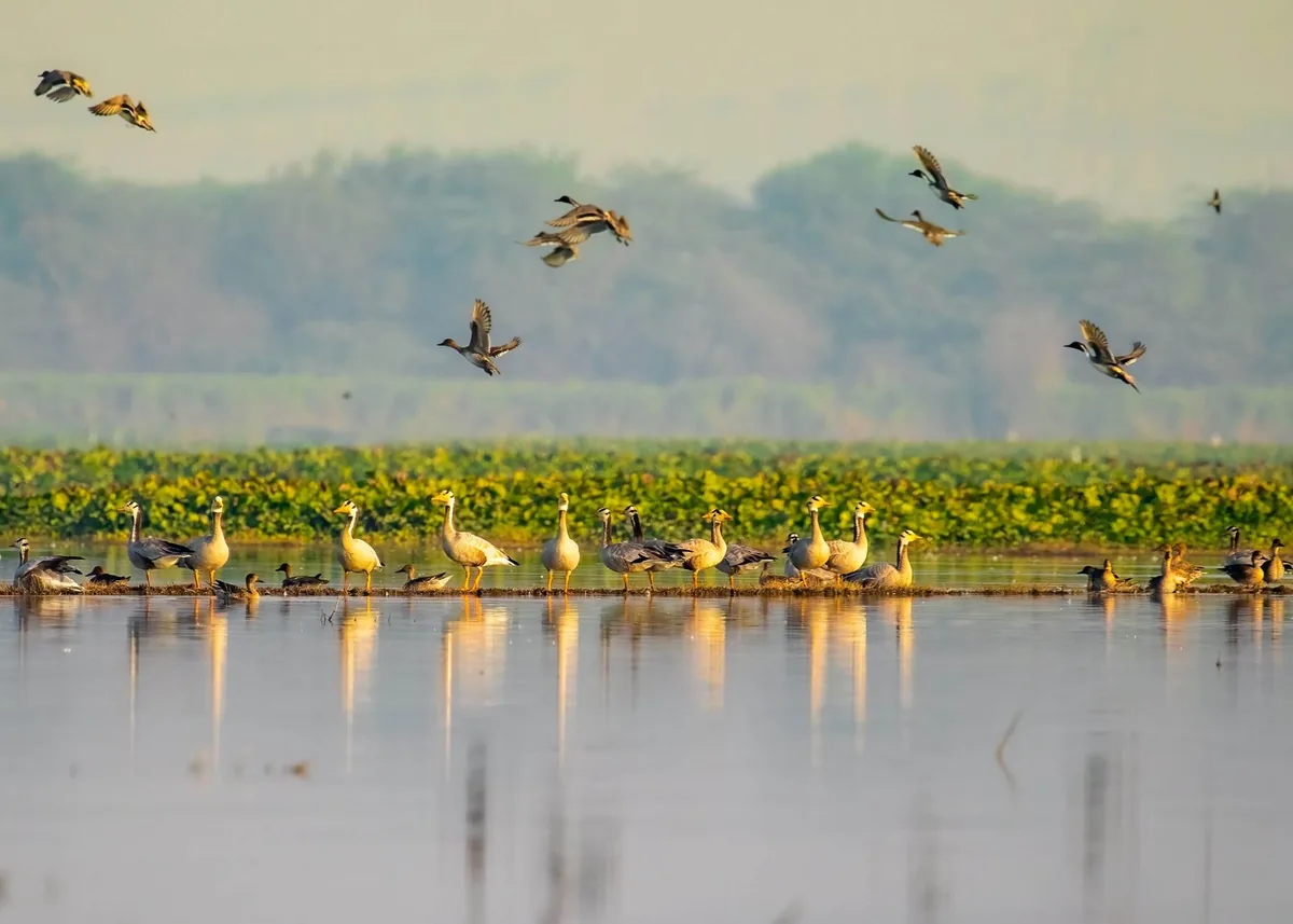Bird Watching in Upparu Lagoon & Nelum Wewa